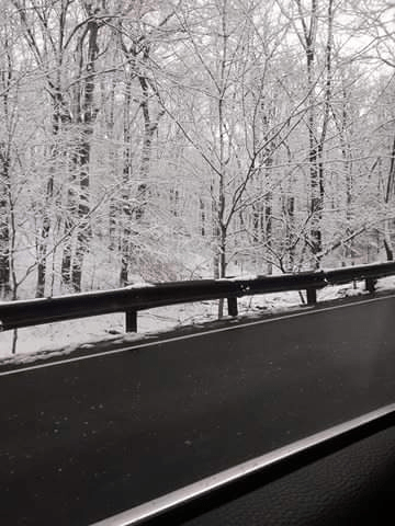 snow trees
